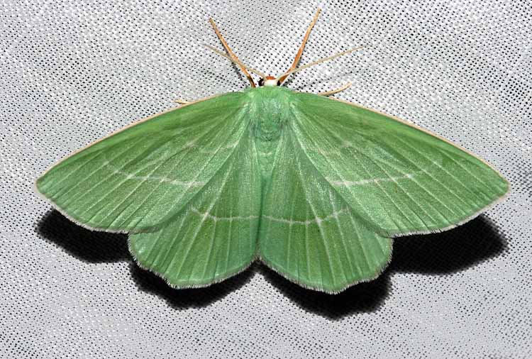 Geometridae verde da conf.